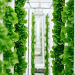 Lettuce and greens grown vertically and sustainably using aquapo