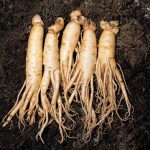 The Korea Ginseng Association to introduce the increasing status of Korean ginseng in the world