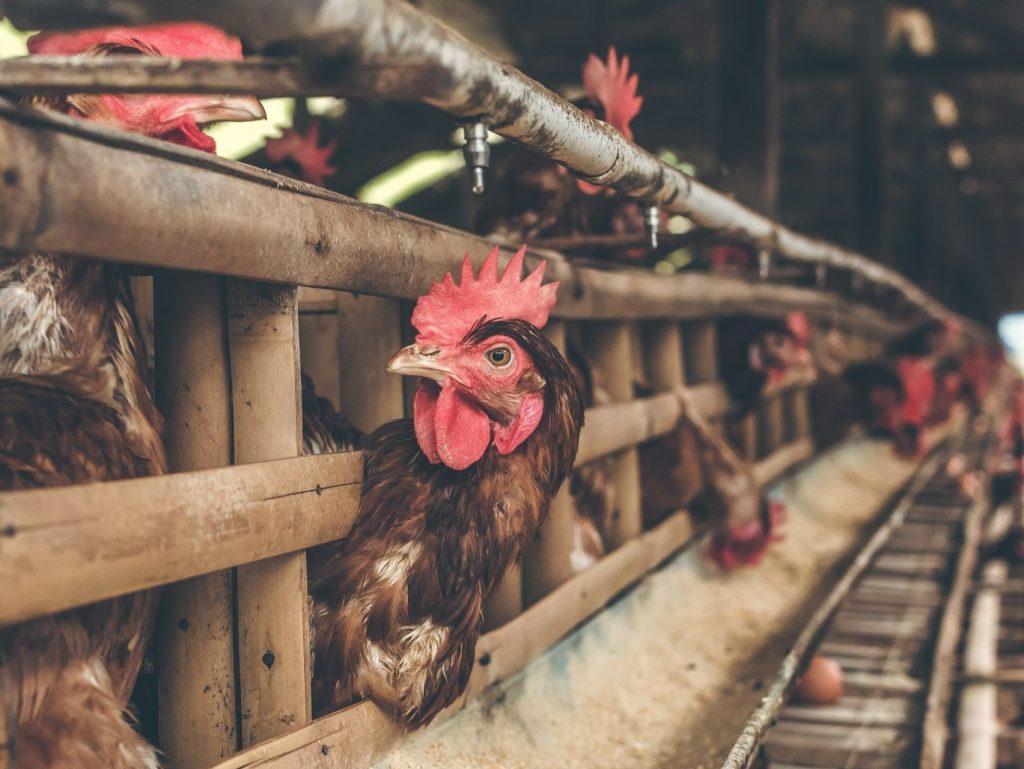 Photo for illustrative purposes only. Chickens in a traditional farm. | Photo by Artem Beliaikin/Pexels