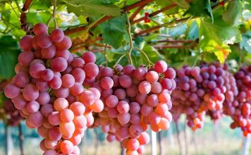 Australian table grapes. | Photo by Taste Australia/NHA/File photo