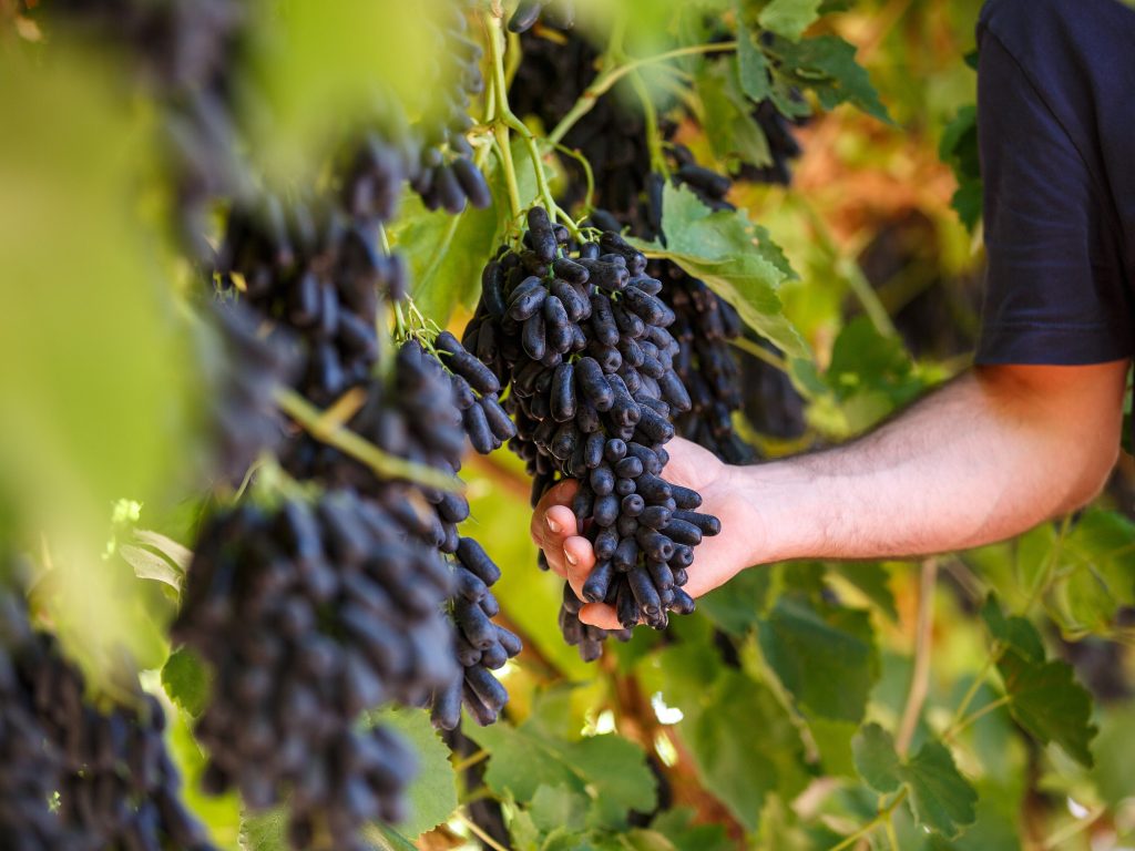 How to select Australian table grapes. | Photo by Taste Australia/NHA/File photo