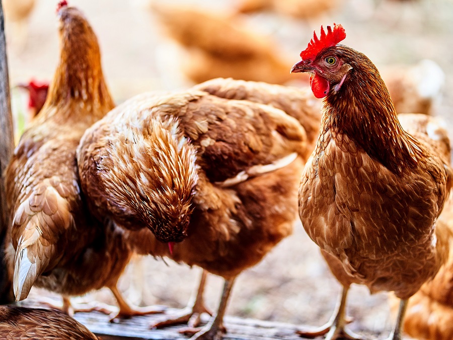 Free-range chickens raised on pasture. 4 May 2021. Photo for illustrative purposes only. | Photo by Henrique S. Ruzzon/Unsplash/NHA File Photo