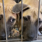 Dogs for adoption at My Pet Haven_for cover photo