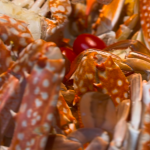 Crab_Seafood Spread_r