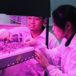 DiSTAP researchers develop sensor for rapid iron nutrient detection and monitoring in plants