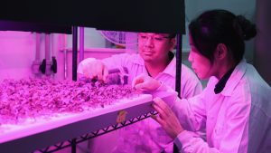 DiSTAP researchers develop sensors for rapid iron detection and monitoring in plants, enabling precision agriculture and sustainable crop management. | Photo by SMART DiSTAP / NHA File Photo