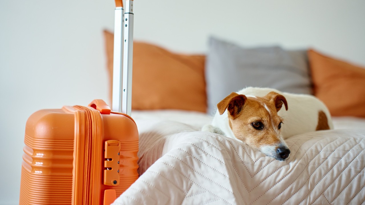 We carry a little guilt every time we leave, because the ones who love us most never understand why we have to go. Source: Petsavers