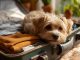 Travel takes us away from home sometimes — but love means making sure our pets still feel safe, cared for, and deeply loved while we’re gone. Source: Petsavers